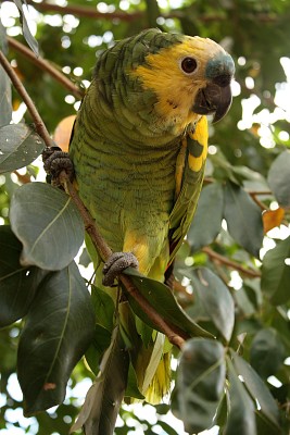 Loro Hablador - Amazona aestiva jigsaw puzzle