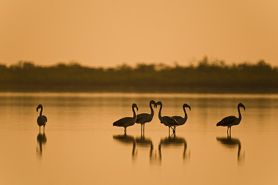 Flamencos Laguna Salada - Chaco Paraguayo jigsaw puzzle