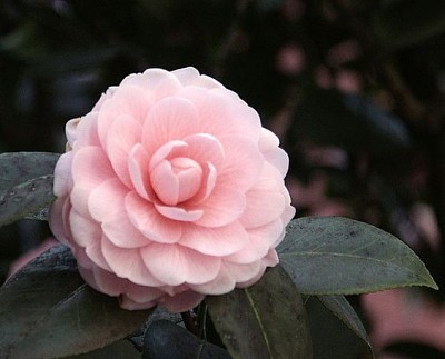 Pink camellia jigsaw puzzle