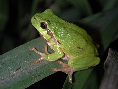 Common coqui