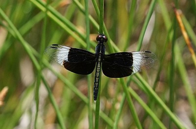 פאזל של Neurothemis tullia