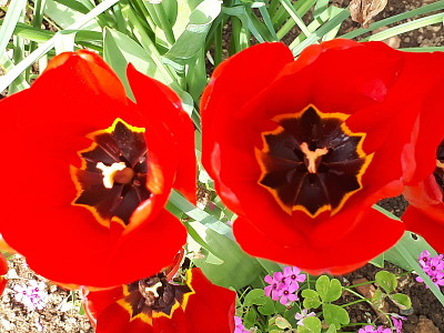 tulipes rouges