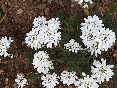 corbeille d 'argent