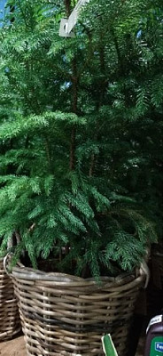 פאזל של sapin dans un panier en osier