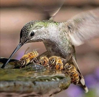 colibri en fuente