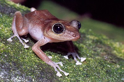 Guajon coqui