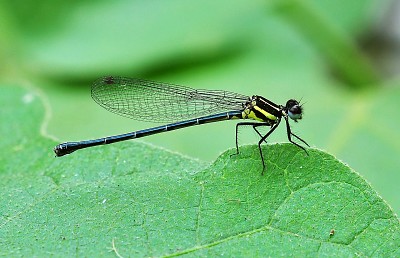 Onychargia atrocyana