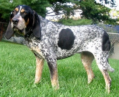 Bluetick coonhound jigsaw puzzle