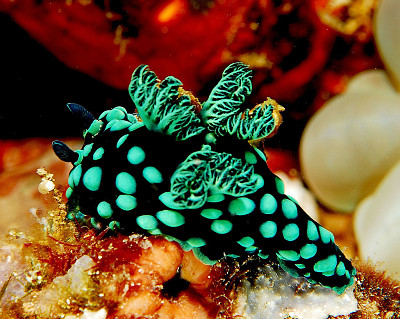 Nembrotha cristata jigsaw puzzle