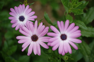 marguerites violettes