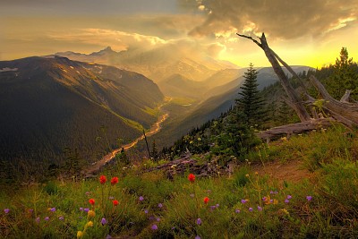 paisaje de flores