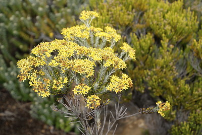 fleurs au volcan