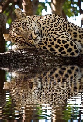 JAGUAR EN EL RIO jigsaw puzzle