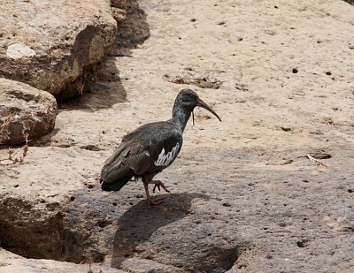 Bostrychia carunculata