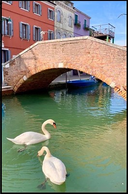 CISNES jigsaw puzzle