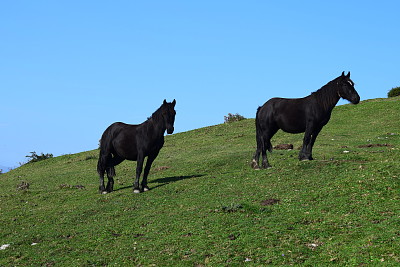 Caballos pastando