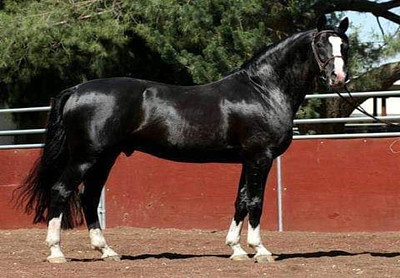 hermoso negro