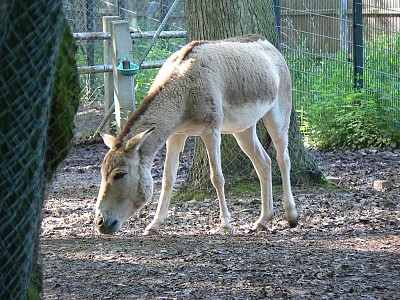 Kulan