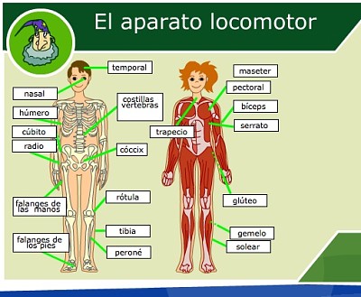 פאזל של sistema locomotor