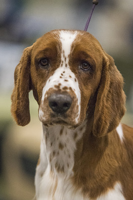 פאזל של Springer Spaniel