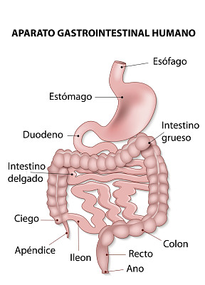 sistema digestivo