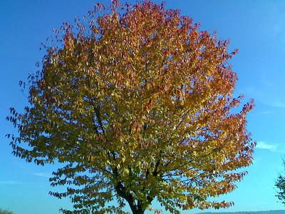 Herbstbaum