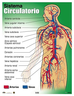 פאזל של sistema circulatorio
