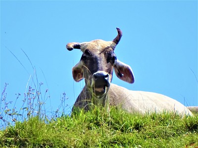 פאזל של Vaca