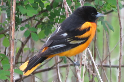 Baltimore Oriole jigsaw puzzle