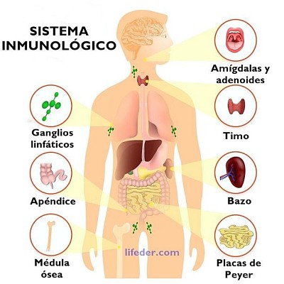 פאזל של sistema inmunologico