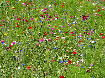 FrÃ¼hling