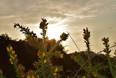 Atardecer jigsaw puzzle