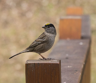 פאזל של golden crowned sparrow