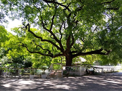 Bela Árvore num Parque em Buenos Aires