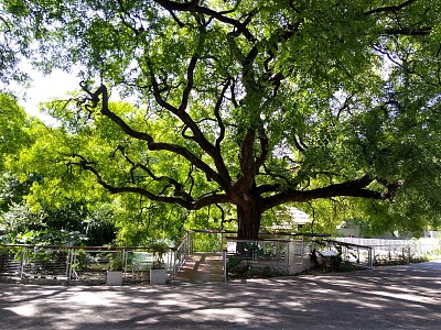 Bela Ãrvore num Parque em Buenos Aires