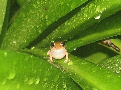 Grass coqui