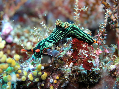 Nembrotha kubaryana