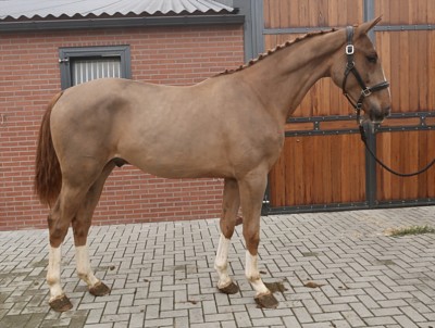 Warmblood belga