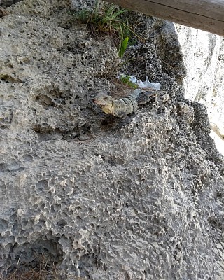 Iguana en Tulum