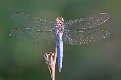 Orthetrum brunneum