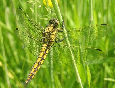 פאזל של Orthetrum cancellatum