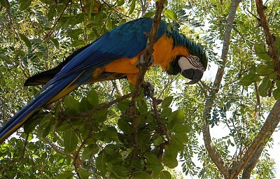 Arara Azul