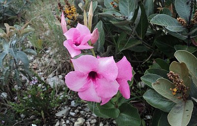 פאזל של Flores do Campo