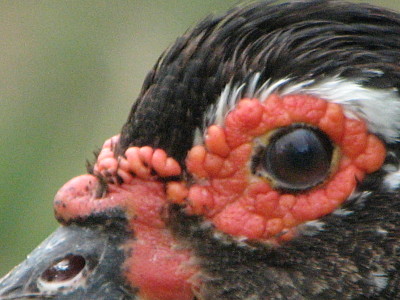 פאזל של Pato. argentina