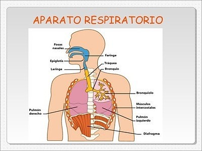 Sistema respiratorio