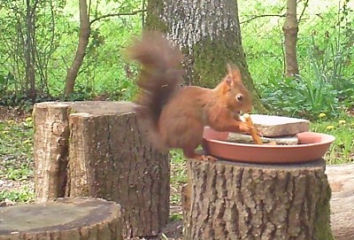 Ã©cureuil gourmand