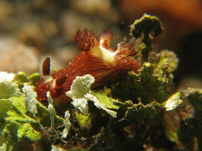 פאזל של Nembrotha livingstonei