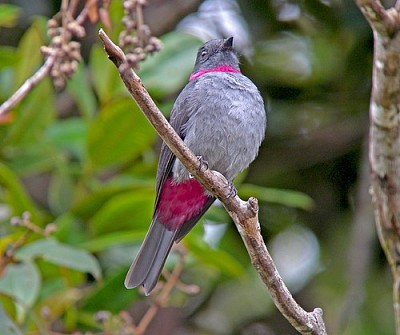 Rose collared piha