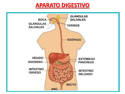פאזל של sistema digestivo