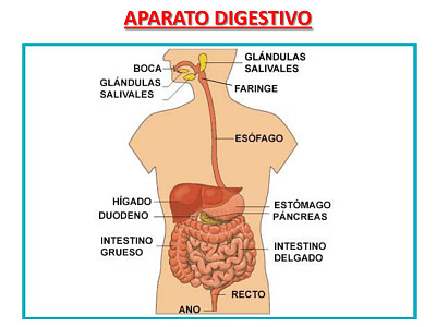 sistema digestivo jigsaw puzzle